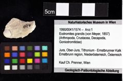 Foto (Objket + Etiketten) von Decapoda indet. 